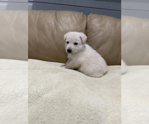 Medium Photo #2 German Shepherd Dog Puppy For Sale in BRIGHTON, CO, USA