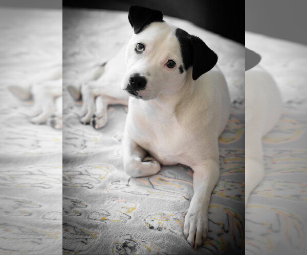 Medium Photo #1 Mutt Puppy For Sale in Princeton, MN, USA