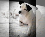 Caliente - Female Mutt Dog for Adoption - Small photo