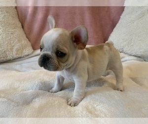 French Bulldog Puppy for sale in JOHNS ISLAND, SC, USA
