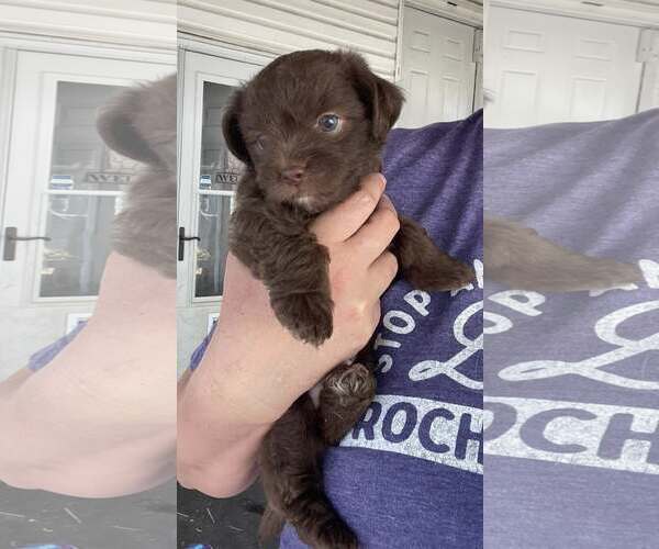 Medium Photo #3 Chihuahua-Unknown Mix Puppy For Sale in Rochester, NY, USA