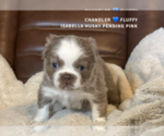 Chandler Fluffy - Male French Bulldog Puppy for Sale - Photo #6