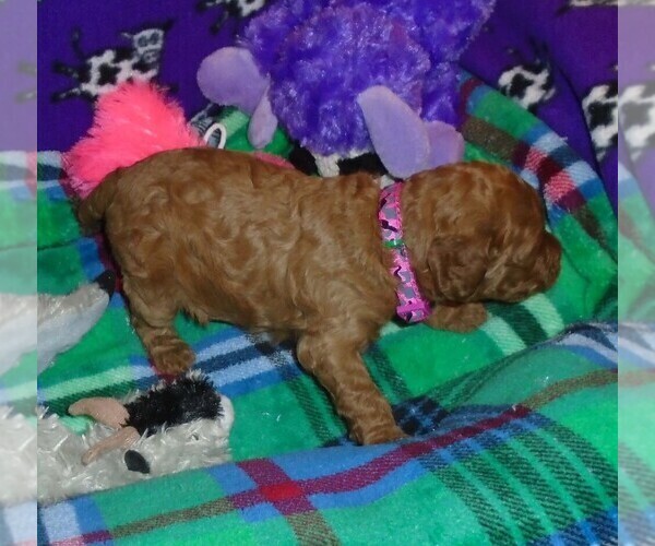Medium Photo #8 Poodle (Standard) Puppy For Sale in CLATSKANIE, OR, USA