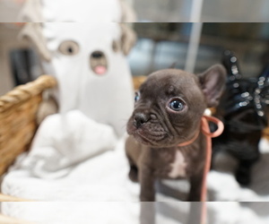 French Bulldog Puppy for sale in WEST PALM BEACH, FL, USA