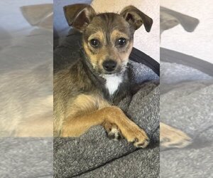 Miniature Pinscher-Unknown Mix Dogs for adoption in Banning, CA, USA
