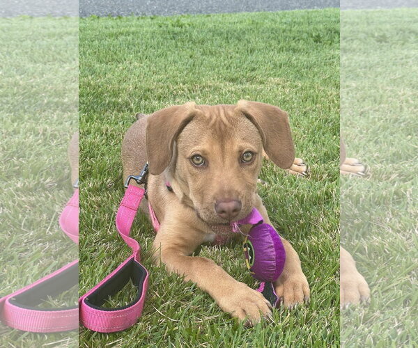Medium Photo #3 Mutt Puppy For Sale in Mount Laurel, NJ, USA