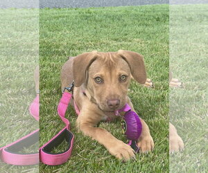 Butterscotch - Female Mutt Dog for Adoption - Photo #3