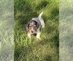 Small #4 Dachshund