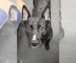 Small #2 American Pit Bull Terrier Mix