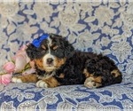 Small Photo #4 Bernese Mountain Dog Puppy For Sale in HOLTWOOD, PA, USA