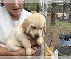 Golden Labrador Puppy for sale in SCOTTSDALE, AZ, USA