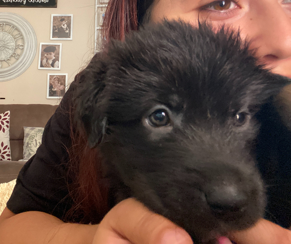 Medium Photo #2 Shepweiller Puppy For Sale in DOWNEY, CA, USA