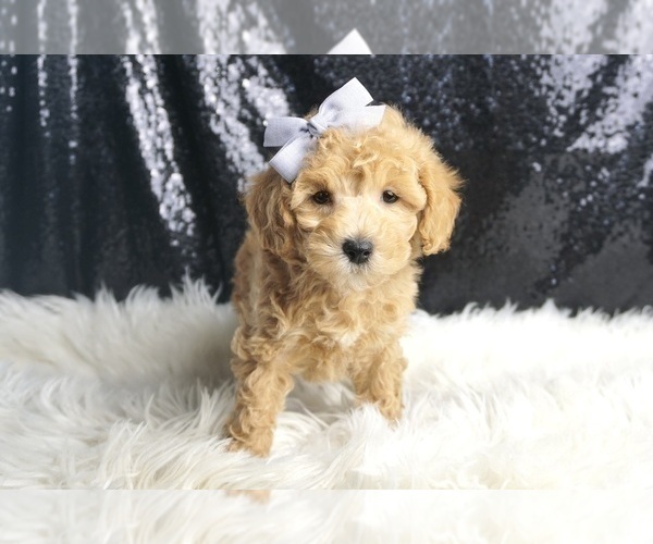 Medium Photo #129 Maltipoo Puppy For Sale in WARSAW, IN, USA