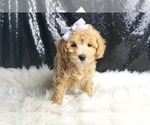 Small Photo #129 Maltipoo Puppy For Sale in WARSAW, IN, USA