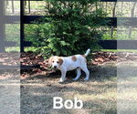 Small #1 Coonhound-Pointer Mix