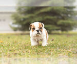 Small Photo #9 Bulldog Puppy For Sale in WARSAW, IN, USA