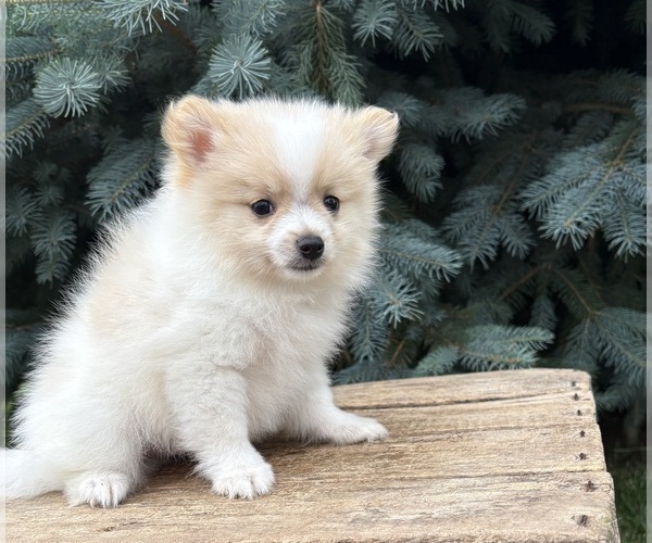 Medium Photo #1 Pomeranian Puppy For Sale in MIDDLEBURY, IN, USA