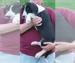 Small Photo #15 Great Dane Puppy For Sale in SPRAGGS, PA, USA
