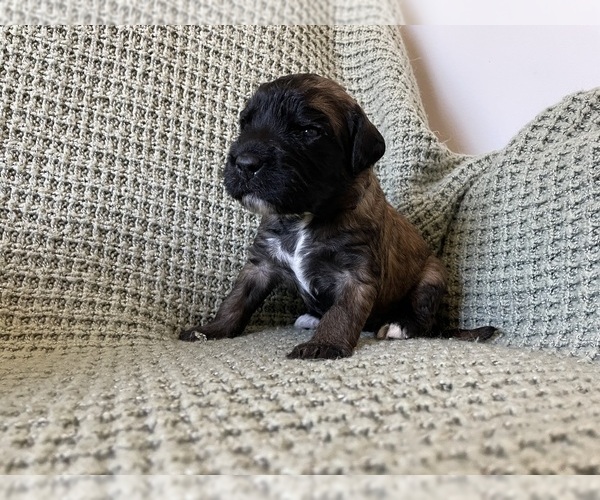 Medium Photo #4 Saint Berdoodle Puppy For Sale in ELK RIVER, MN, USA