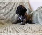 Small #3 Saint Berdoodle