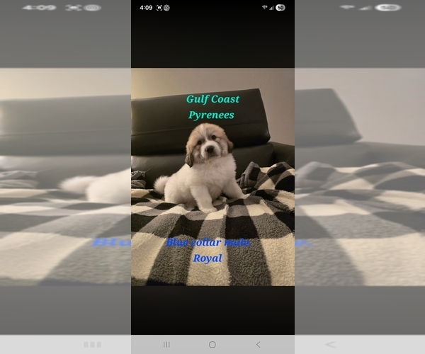 Medium Photo #4 Great Pyrenees Puppy For Sale in BAY SAINT LOUIS, MS, USA
