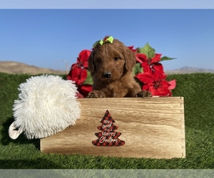 Labradoodle Puppy for sale in PORTERVILLE, CA, USA
