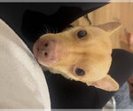 Small Photo #3 Chihuahua-Unknown Mix Puppy For Sale in Dana Point, CA, USA