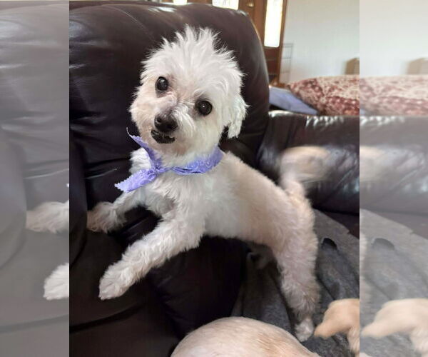 Medium Photo #3 Maltese Puppy For Sale in Boonton, NJ, USA