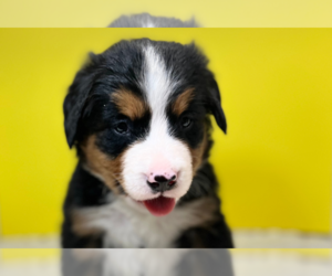 Bernese Mountain Dog Puppy for sale in DUNDEE, OH, USA