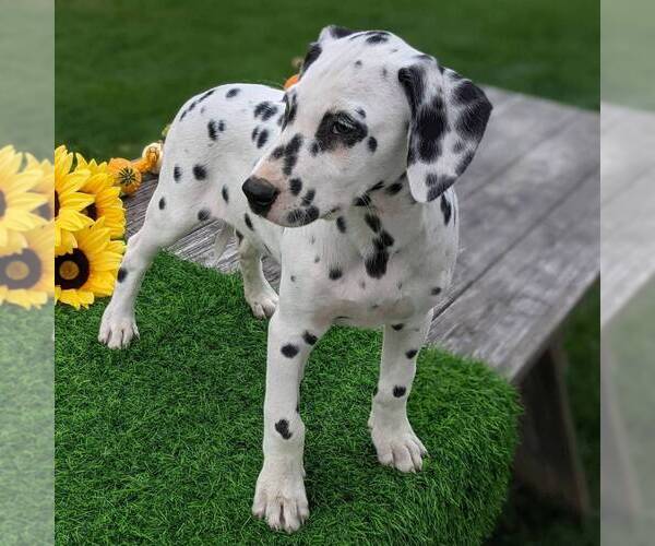 Medium Photo #5 Dalmatian Puppy For Sale in ARTHUR, IL, USA