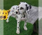 Small Photo #5 Dalmatian Puppy For Sale in ARTHUR, IL, USA