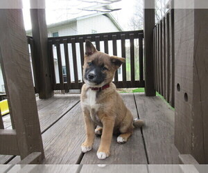 Border Collie-Shiba Inu Mix Puppy for sale in DUNDEE, OH, USA