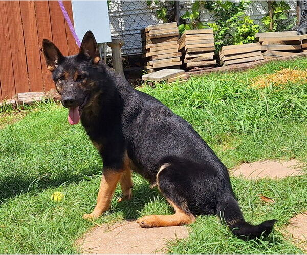 Medium Photo #4 German Shepherd Dog-Unknown Mix Puppy For Sale in Wetumpka, AL, USA