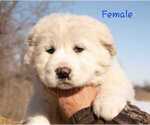 Small #9 Central Asian Shepherd Dog
