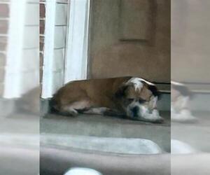 Boxer-Unknown Mix Dogs for adoption in Houston, TX, USA