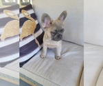 Small #5 French Bulldog