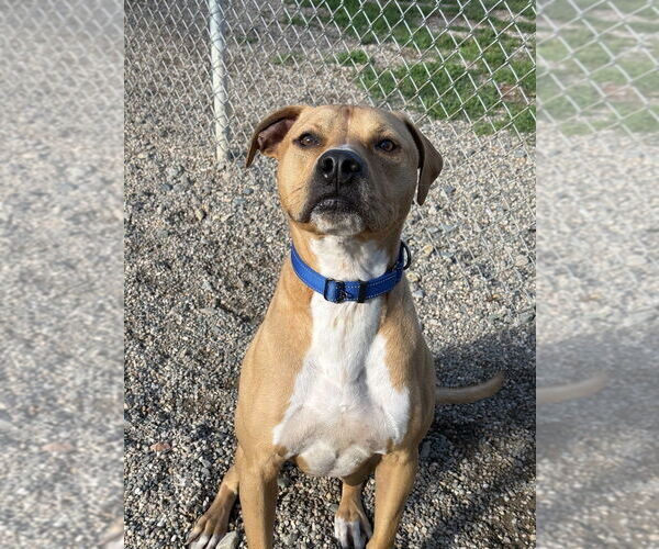 Medium Photo #2 Mutt Puppy For Sale in Bemidji, MN, USA