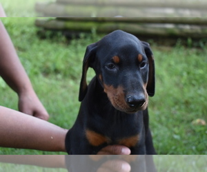Doberman Pinscher Puppy for sale in RIVERDALE, MD, USA
