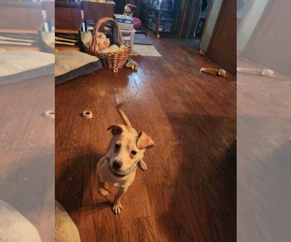 Medium Photo #7 Jack Chi Puppy For Sale in Buffalo, MN, USA