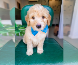 Bernedoodle Puppy for Sale in WAGENER, South Carolina USA