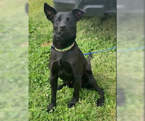 Onxy - Male Australian Kelpie-Labrador Retriever Mix Dog for Adoption - Photo #5