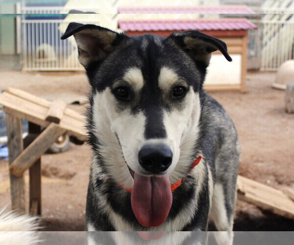 Medium Photo #6 Siberian Husky-Unknown Mix Puppy For Sale in Cedar Crest, NM, USA