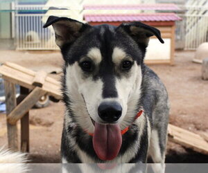 Bacardi - Male Siberian Husky-Unknown Mix Dog for Adoption - Photo #6
