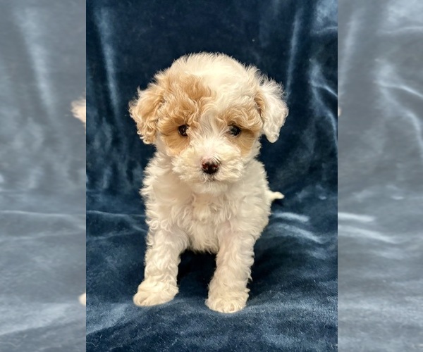 Medium Photo #1 Poodle (Miniature) Puppy For Sale in FAIR HAVEN, MI, USA