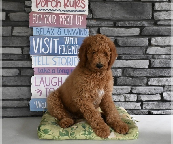 Medium Photo #3 Poodle (Standard) Puppy For Sale in MILLERSBURG, OH, USA
