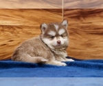 Small #3 Pomsky