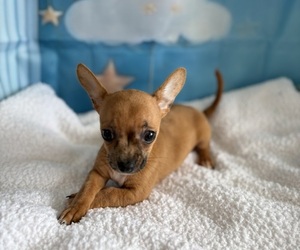 Chihuahua Puppy for sale in CENTER HILL, FL, USA