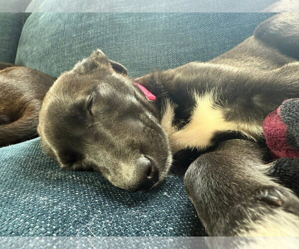 Medium Photo #4 Shepradors Puppy For Sale in New London, WI, USA