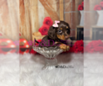 Small Photo #13 Dachshund Puppy For Sale in RIPLEY, MS, USA