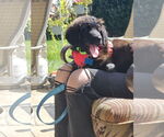 Small #1 Border Collie Mix